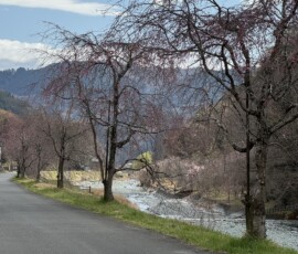 令和8年3月23日 中津川しだれ桜