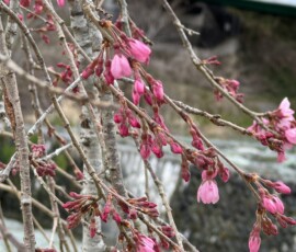 令和8年3月23日 中津川