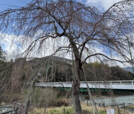 令和8年3月23日 宇津茂しだれ桜