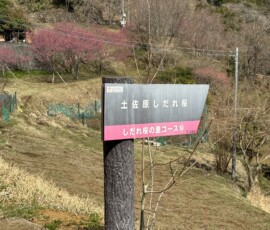 令和8年3月23日