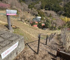 令和8年3月23日 土佐原しだれ桜