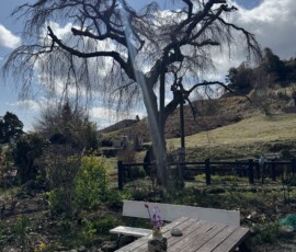 令和8年3月23日 土佐原しだれ桜
